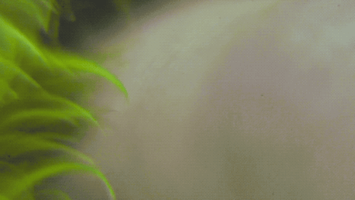 Voir dans le vert des jungles — vue 1